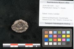 Foto (Objekt + Etikett) von Phymatocaryon mackayi F.V. Mueller (NHMW-GEO-2024-0188-10445)